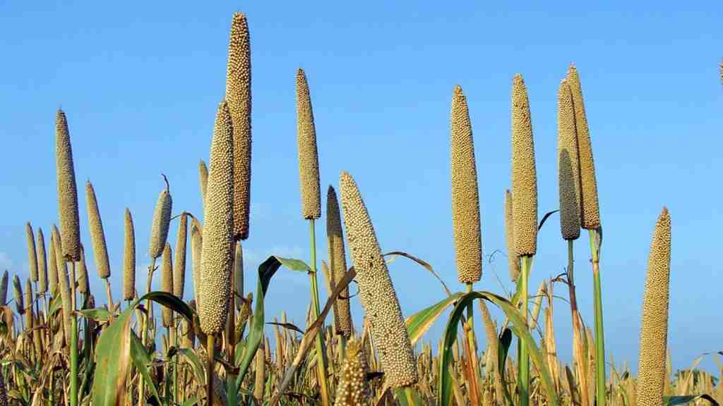 सीएम खट्टर का बड़ा बयान, MSP पर बाजरा की नहीं होगी बिक्री तो हरियाणा सरकार प्रति क्विंटल पर देगी इतनी राशि bajra