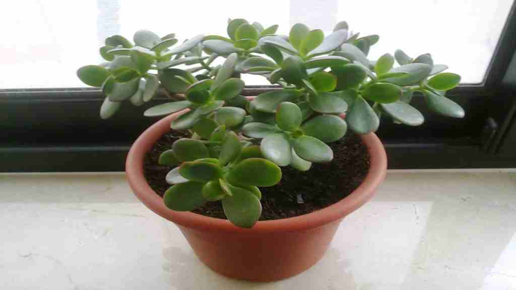 Crasuala Plant: जल्द अपने घर लगाए क्रासुला का पौधा, होने लगेगी पैसों की बारिश crasualaplant 2