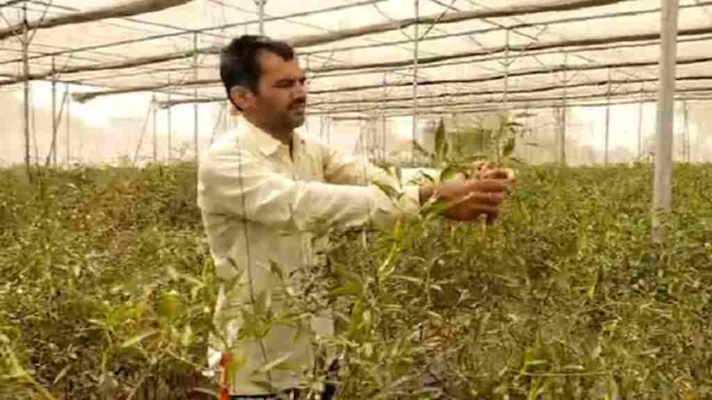 हरियाणा के किसान का कमाल, रेतीली जमीन पर उगा दिए खजूर- हल्दी news 7