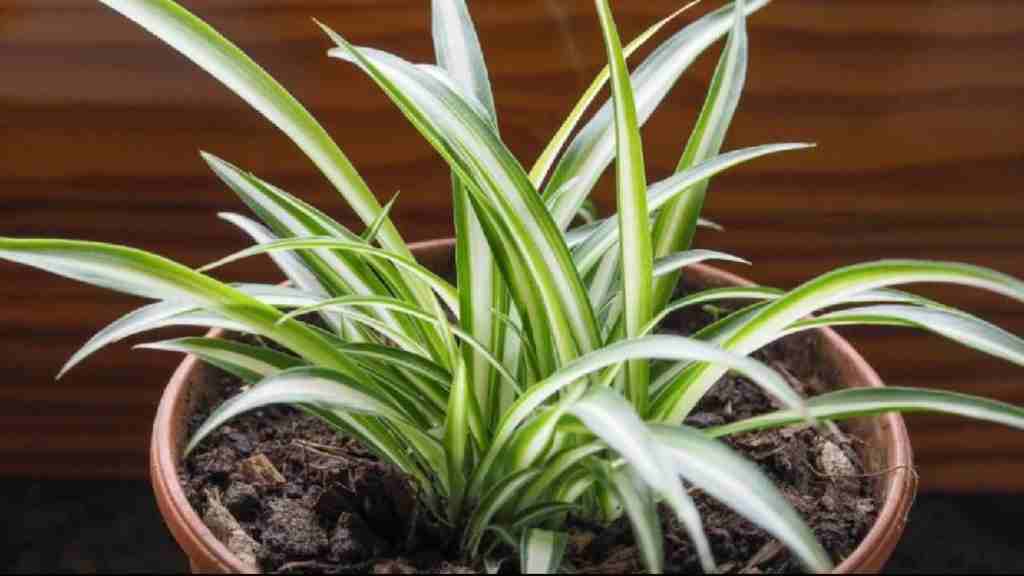 Vastu Tips: अपने दुर्भाग्य को सौभाग्य में बदलने के लिए आज ही लगाएं यह पौधा, इन जरूरी बातों का रखें ध्यान splider plant
