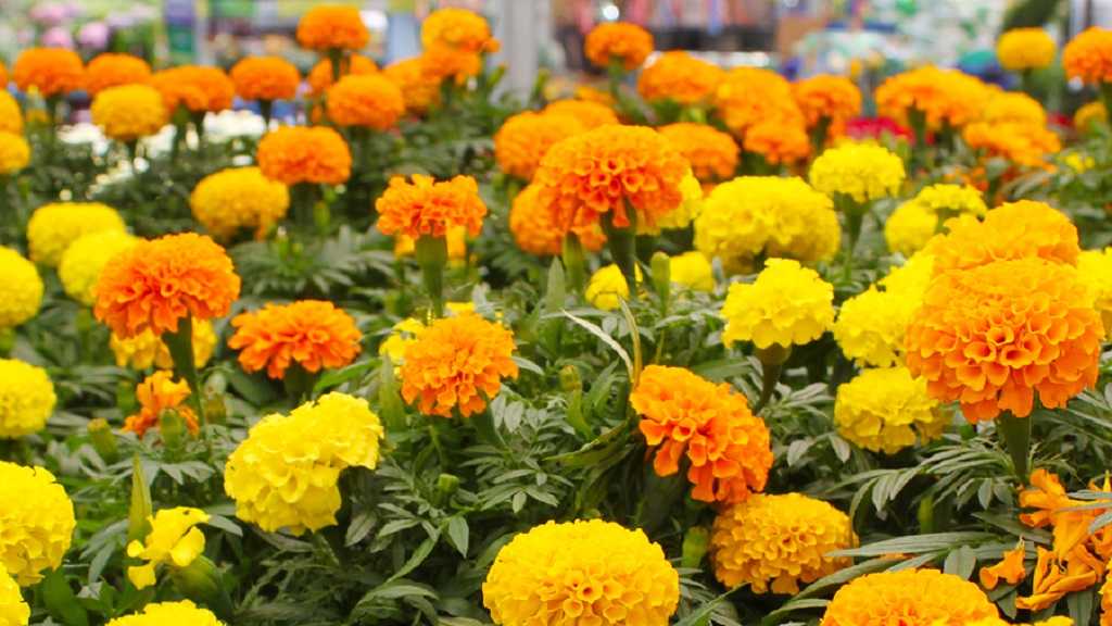 हरियाणा के किसान का कमाल, गेंदे के फूल की खेती ने कमा रहा दो डबल प्रॉफिट Gende Ka Phool Marigold