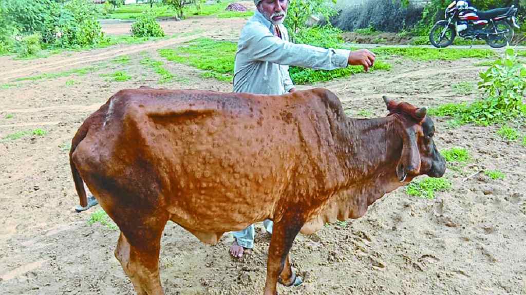 Haryana News: हरियाणा में लंपी बीमारी का बरस रहा कहर, 150 गायों की हो चुकी है मौत Lumpy Virus