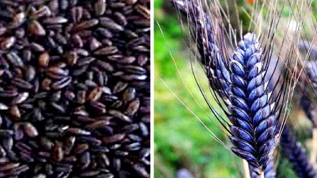 काले गेहूं से कर सकते हैं बंपर कमाई, जानिए कैसे होती है इसकी खेती Black Wheat
