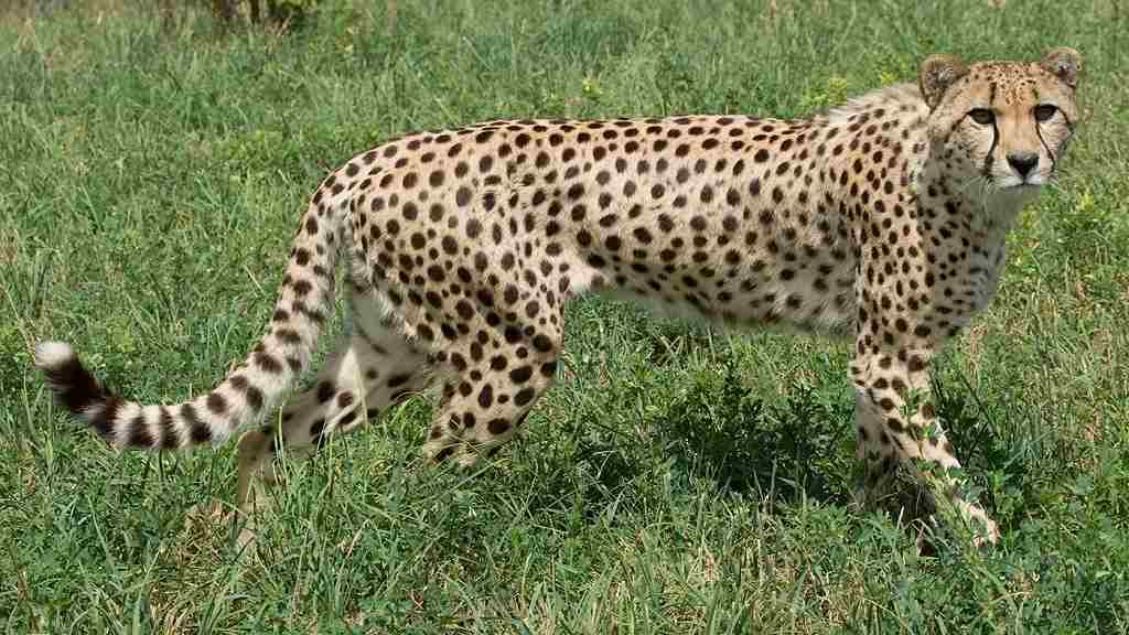 प्रधानमंत्री मोदी के जन्मदिन पर देश को मिलेगा शानदार तोहफा, 70 साल बाद भारत में आएगा चीता Cheetah