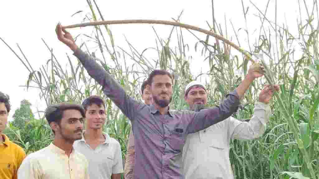 हरियाणा में तुर्की के बाजरे की खेती बनी चर्चा का केंद्र, 14 फीट के पौधे पर हैं 5 फीट की बाली Turki Bajra