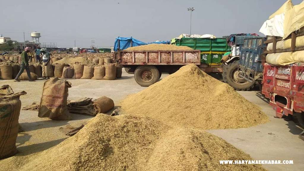 हरियाणा में धान उत्पादक किसानों की बढ़ी मुश्किलें, इस वजह से सरकारी खरीद पर लगे ब्रेक Dhan Paddy Mandi