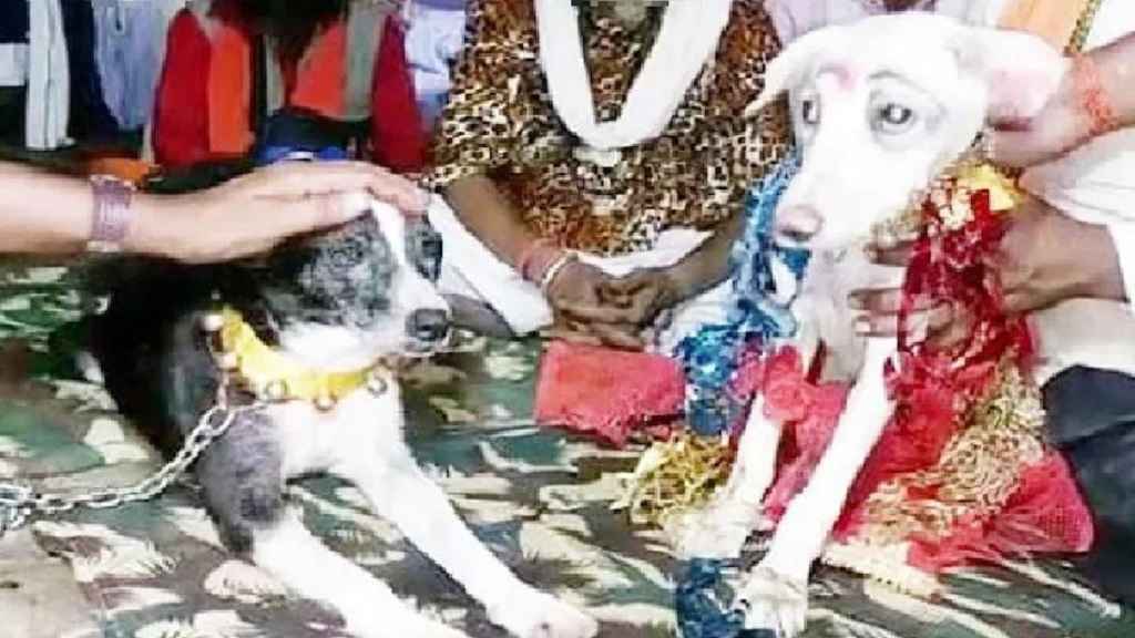 हरियाणा में चर्चा का विषय बनी डॉग शेरू और स्वीटी की शादी, 100 मेहमानों को दिया गया न्यौता Dog Bitch Wedding