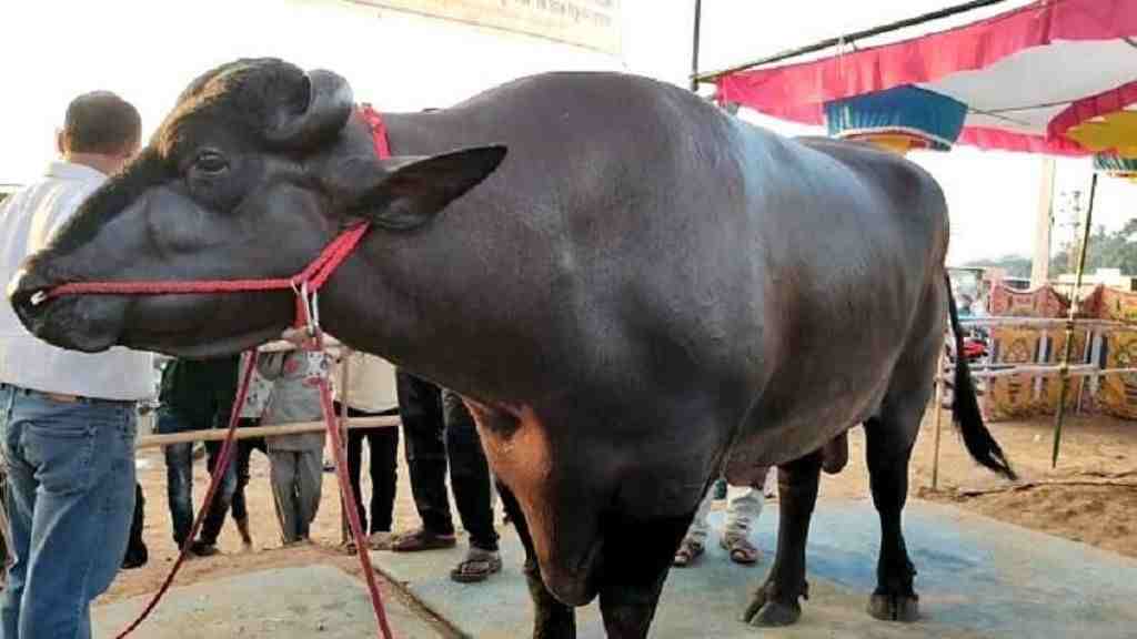 हरियाणा का मुर्रा नस्ल का भैंसा राका बना नेशनल चैम्पियन, यहाँ पढ़े राका की लग्जरी लाइफ के किस्से Murrah Bhainsa Rohtak