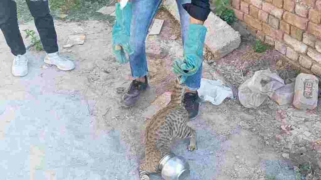 ज्यादा लालच बिल्ली को पड़ा महंगा, मुंह में फंसे लोटे के साथ कई घंटे चली भागदौड़ Cat Fhatehabad