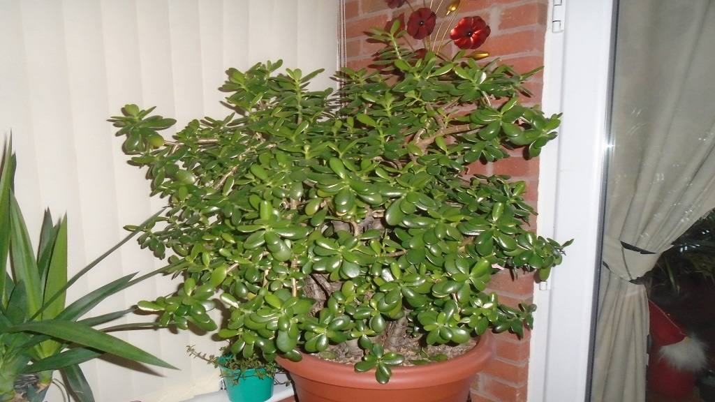 Vastu Tips: घर में आज ही लगाए यह पौधा, रातों- रात बदल जाएगी किस्मत Crassula Ovata Plant