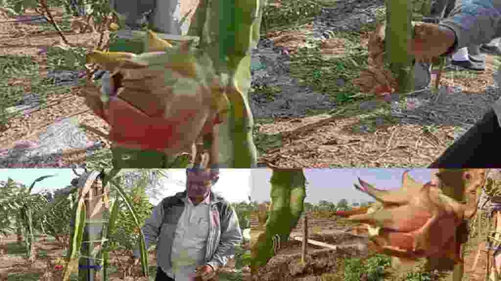 ड्रैगन फ्रूट की खेती से लाखों कमा रहा भिवानी जिले का यह किसान, जानें कहा से मिला आईडिया Dragon Food Bhiwani