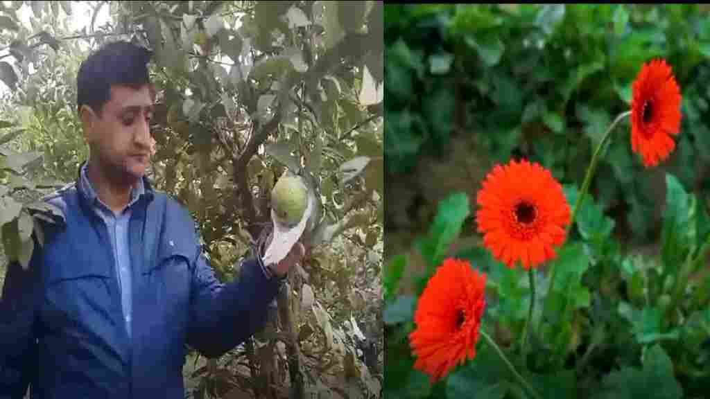 यमुनानगर के किसान ने फूलों और अमरूद के पौधे लगा की खेती, अब कमा रहे लाखों रुपये Horticulture Yamunagar