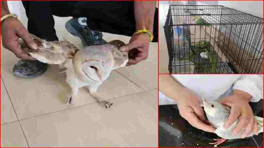 हरियाणा के इस जिले में है अनोखा हॉस्पिटल, बेजुबान पक्षियों का होता है फ्री इलाज Jeevo Manglam Hospital