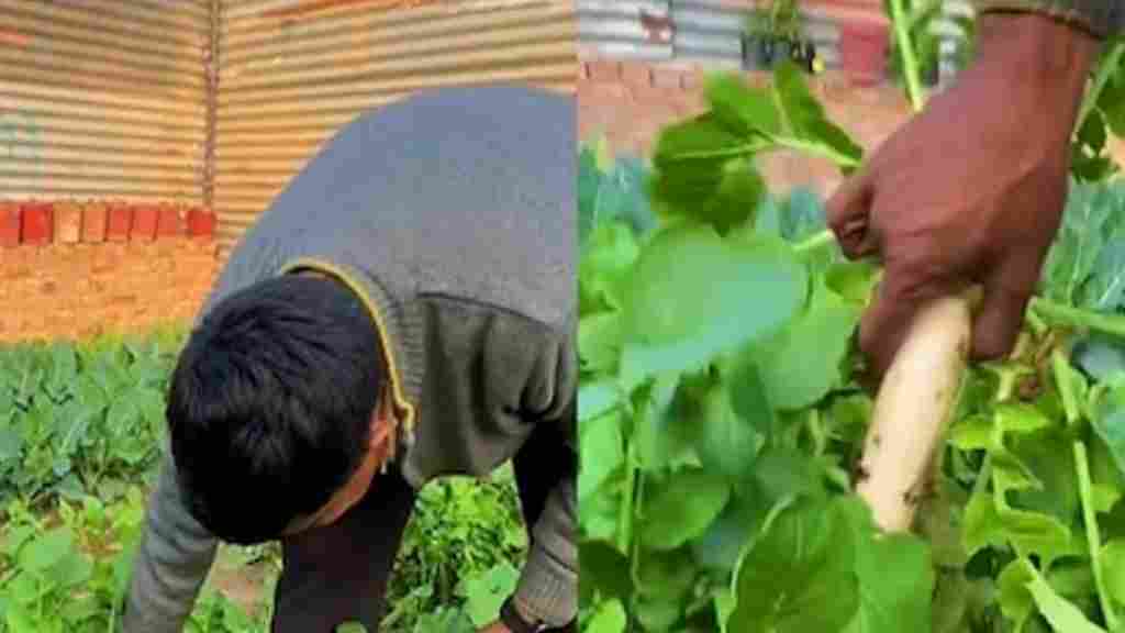 हरियाणा के इस किसान ने घर की छत पर बनाया मिनी फॉरेस्ट, आज विदेशी भी आते हैं देखने harayana Rambilas