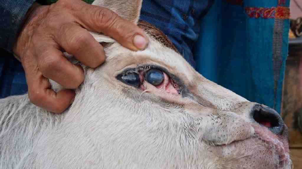 रोहतक में गाय ने तीन आंखों वाली बछड़ी को दिया जन्म, लोग बोले- ये तो करिश्मा हो गया Rohtak Cow