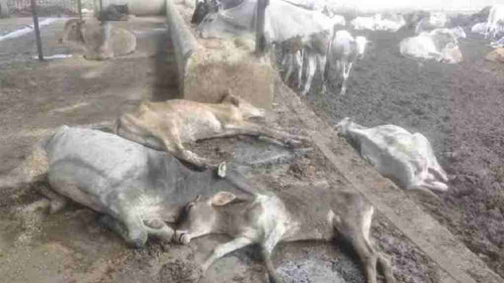 करनाल की गौशाला में 45 गायों की मौत का खुलासा, दरिंदों ने इस तरह दिया था वारदात को अंजाम cow died