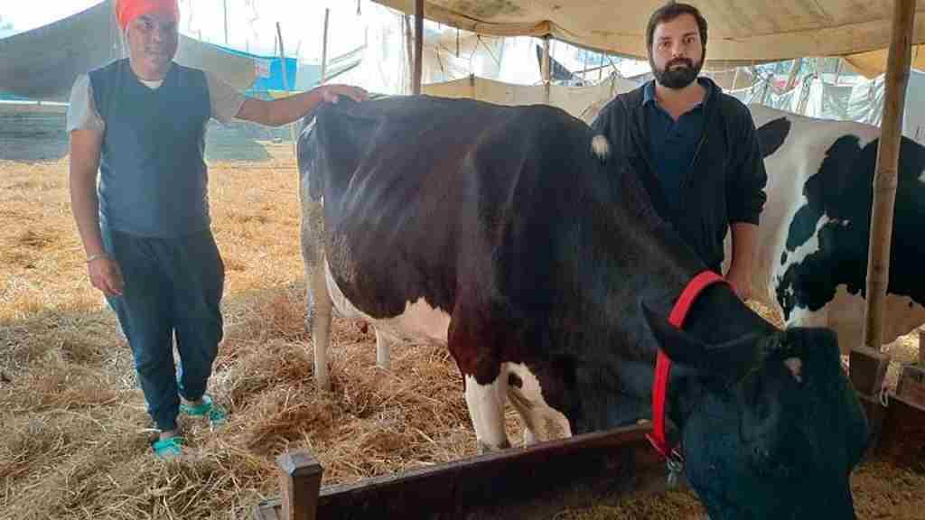 24 घंटे में 72 किलों से ज्यादा दूध देकर हरियाणा की गाय ने बनाया नेशनल रिकॉर्ड, मालिक को ईनाम में मिला ट्रैक्टर Kurukshetra Cow Record