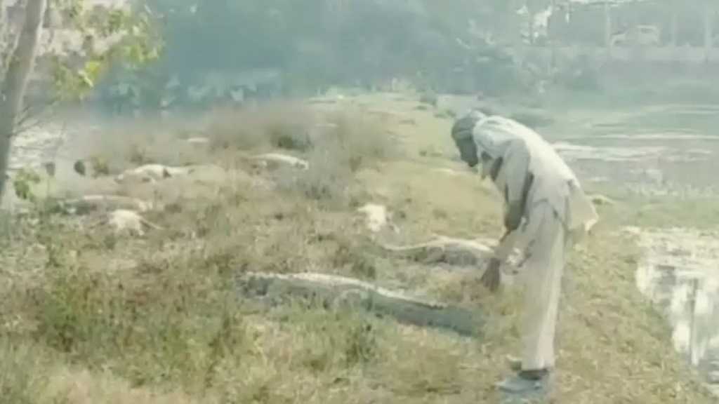 एक आवाज में 'आका' के पास दौड़ी चली आती है बसंती, बड़ी दिलचस्प है इंसान और मगरमच्छ की ये दोस्ती crocodile and human