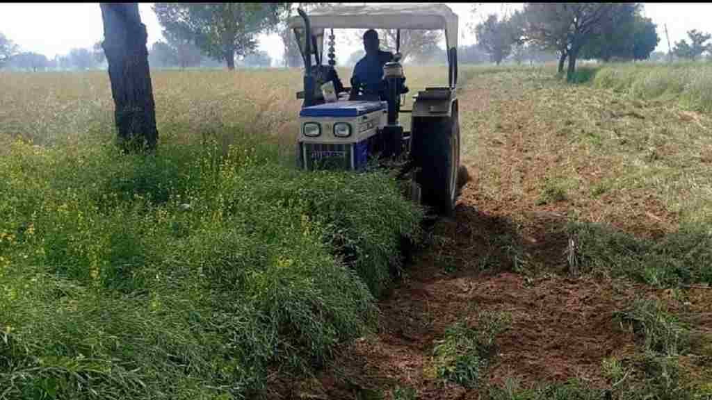 महेन्द्रगढ़ में कुदरत की मार से बेहाल किसान, सरसों की खड़ी फसल पर चला रहे हैं ट्रैक्टर tractor kisan