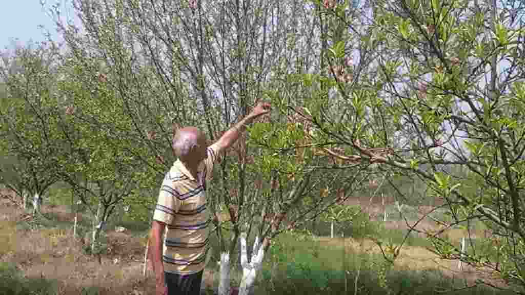 आडू की खेती से चर्चाओं में आया हरियाणा का किसान धर्मवीर, मिठास के दीवाने हुए लोग Dharamveer Adu ka Ped
