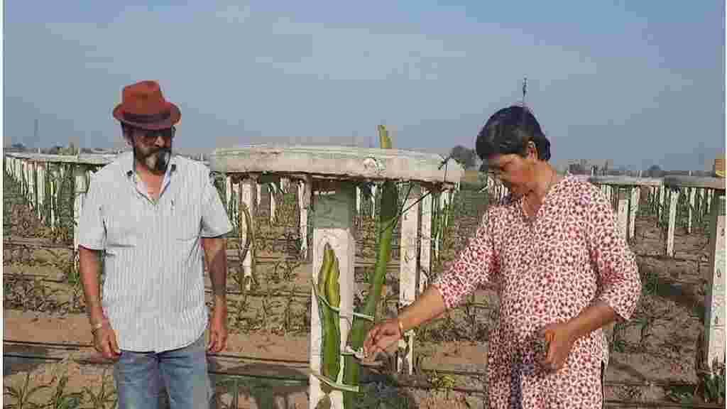 ड्रेगन फ्रूट की खेती से सुर्खियों में हरियाणा की महिला किसान, एक बार लागत से 25 साल तक कमाई Punam Chima Karnal