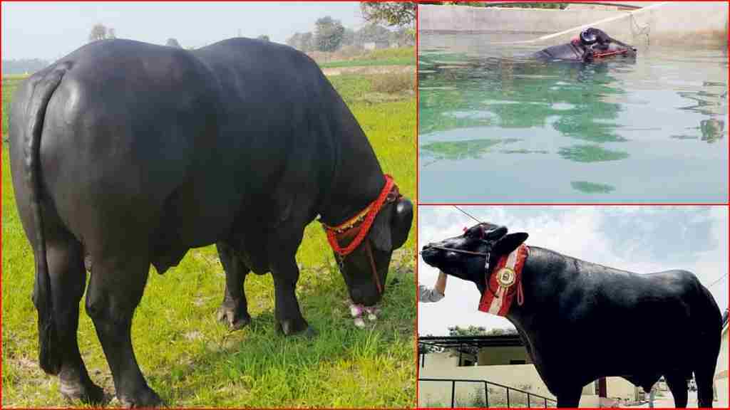 25 करोड़ी हुआ हरियाणा का भैंसा 'शहंशाह', हर साल मालिक के लिए कमाता है 1 करोड़ रुपए Buffalo