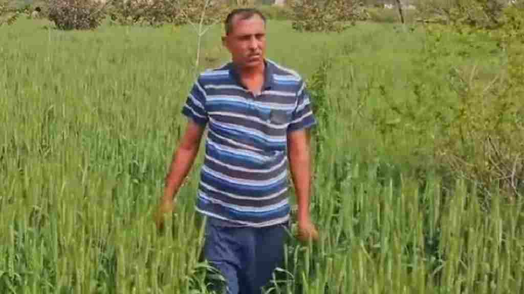 इंटर क्रॉपिंग फॉर्मिंग ने बदलें खेती के मायने, डबल मुनाफा कमा रहे हरियाणा के किसान Charan Singh Gurugram