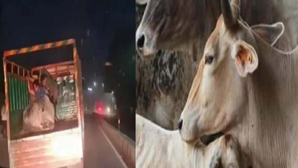 गुरुग्राम में गौतस्करों का तांडव, 20 किलोमीटर बिना टायर दौड़ाई गाड़ी; 32 जिंदा गाय मिली Cow Smuggler Gau Taskar