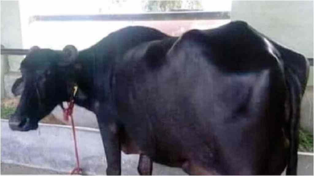 हरियाणा की 'गंगा' भैंस ने मचाई धूम, एक दिन में 31 लीटर दूध देकर बनाया नया रिकॉर्ड Ganga Bhais