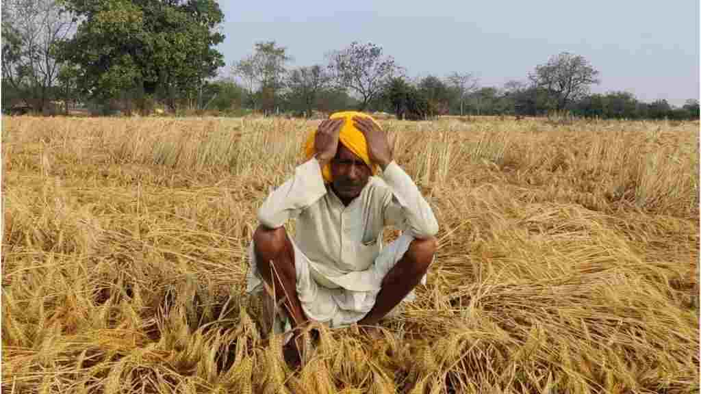 बेमौसमी बारिश और ओलावृष्टि ने बढ़ाई किसानों की चिंता, खलिहानों में पड़ी फसल होने लगी अंकुरित Khrab Gehu Fasal