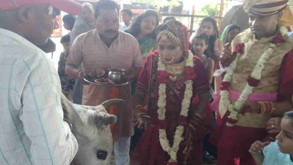दूल्हा- दुल्हन ने गौ- माता को साक्षी मानकर गौशाला में की शादी, चौतरफा बना चर्चा का विषय Anokhi Shadi Faridabad