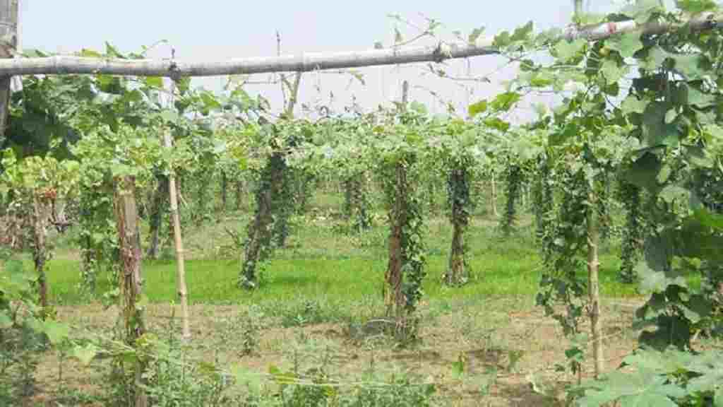 हरियाणा में आलू प्रौद्योगिकी संस्थान ने ईजाद की आलू की नई किस्म, मिलेगी 5 गुणा तक अधिक पैदावार Machan Vidhi