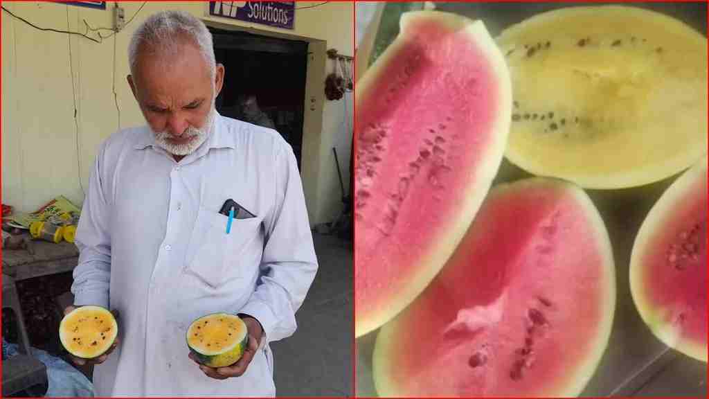 पानीपत का किसान तरबूजों की ऑर्गेनिक खेती के लिए हुआ फेमस, 6 किस्म के विदेशी तरबूज की खासियत यहाँ Panipat Kisan Ram Pratap