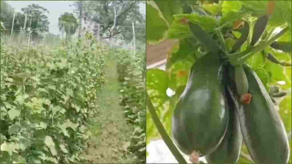 यमुनानगर के किसान ने 2 एकड़ पॉली हाउस में उगाई सब्जियां, ऐसे कमा रहा मोटा मुनाफा Farming In Polyhouse Yamunanagar