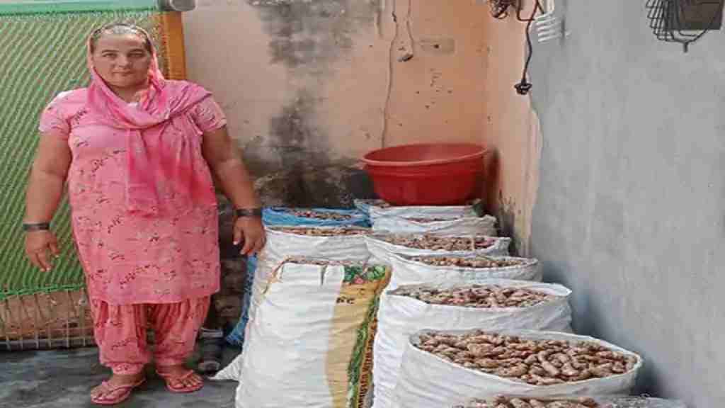 हल्दी की खेती कर मोटी उपज ले रही बाला, 800 रूपए किलो बेच रही हल्दी; यहाँ पढ़े बाला देवी की कहानी Karnal Bala Devi Haldi