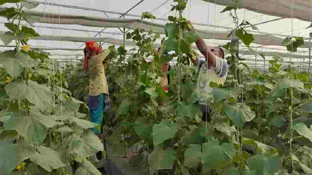 करनाल के छोरे ने विदेश से लौटकर की आधुनिक खेती, एक साल में खीरा से कमाए 15 लाख Kheera Karnal Kisan