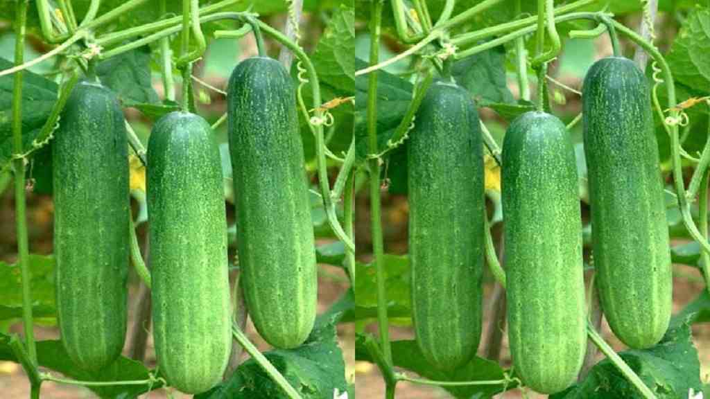 फतेहाबाद का किसान चाइनीज खीरा की खेती से कमा रहा लाखों, पढ़े खीरे की खेती में लागत और मुनाफा Kheera Ki Kheti