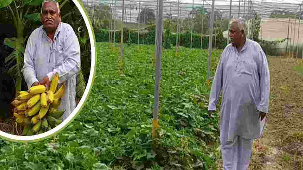 हरियाणा के किसानों के लिए प्रेरणा बन रहे धर्मपाल सैनी, जैविक खेती कर कृषि को बना रहे जहर मुक्त Gurugram Dharmpal Saini