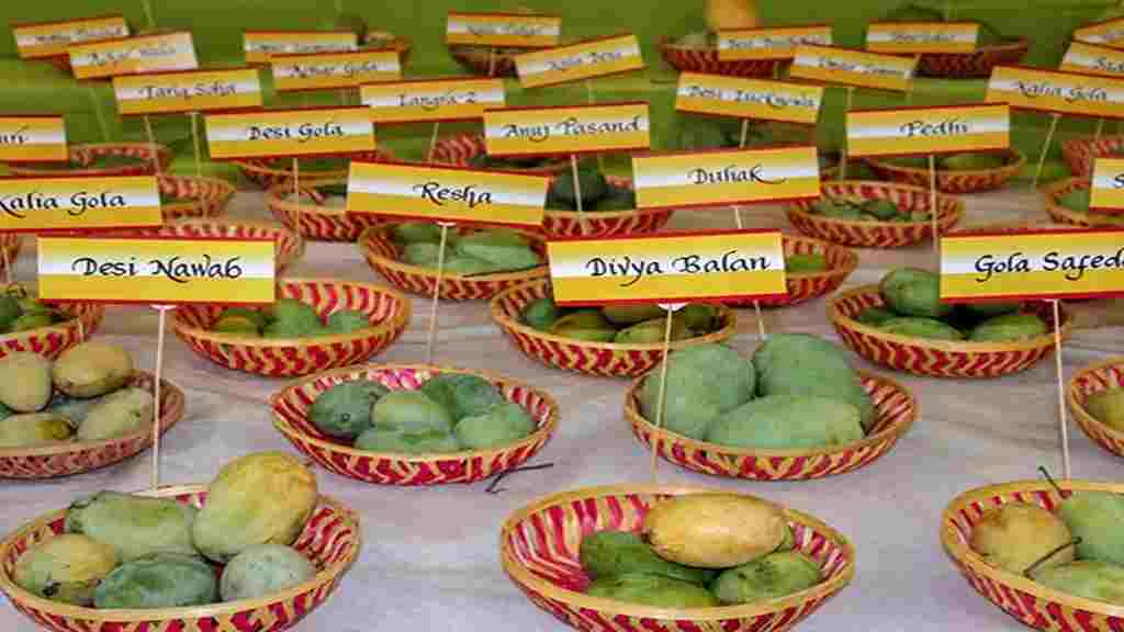 हरियाणा में लगा मैंगो फेस्टिवल, मेले में एक साथ दिखी 300 से अधिक आमों की किस्में Mango Festival 1