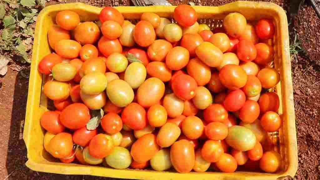 हरियाणा में आसमान छूने लगे सब्जियों के दाम, सेब से महंगा हुआ टमाटर; देखें ताजा भाव Tomato Tamatar