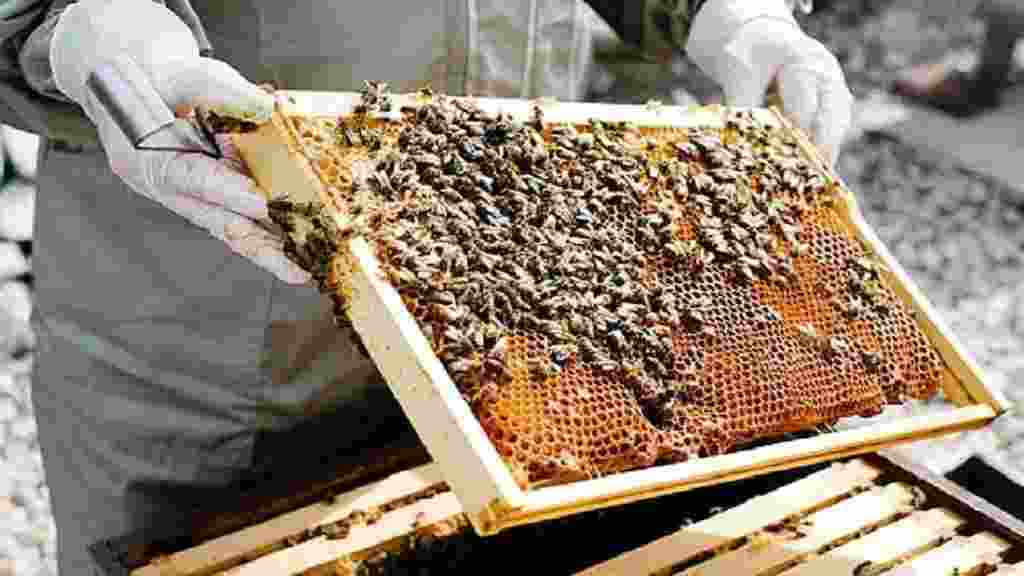 Honey Farming