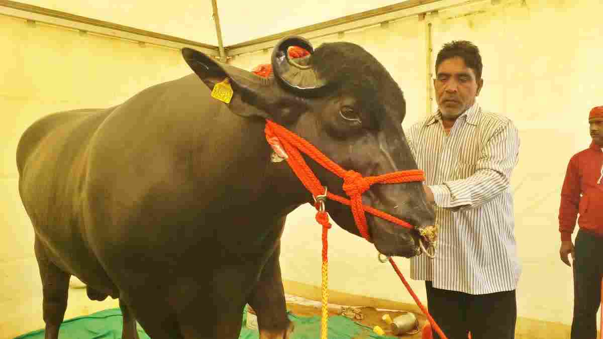 हरियाणा के 10 करोड़ी गोलू भैंसें ने बिहार में लूटी वाहवाही, खासियतें जानकर तारीफ करते नहीं थकेंगे आप 10 Crore Buffalo Golu Two