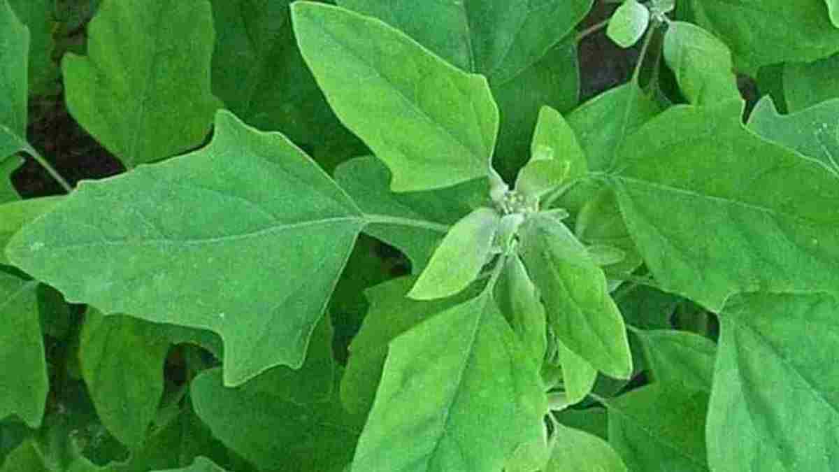 बच्चों के पेट में कीड़ों के अलावा इन बीमारियों में रामबाण है बथुआ, अपने भोजन में इस तरह करें शामिल Bathua Saag