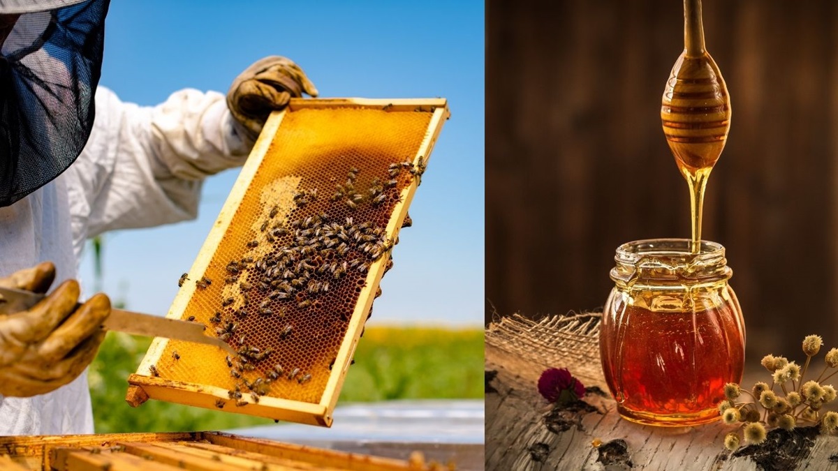 करनाल: कभी JNU में 10 हजार में की गार्ड की नौकरी, अब मधुमक्खी पालन से लाखों में कर रहे कमाई Beekeeping