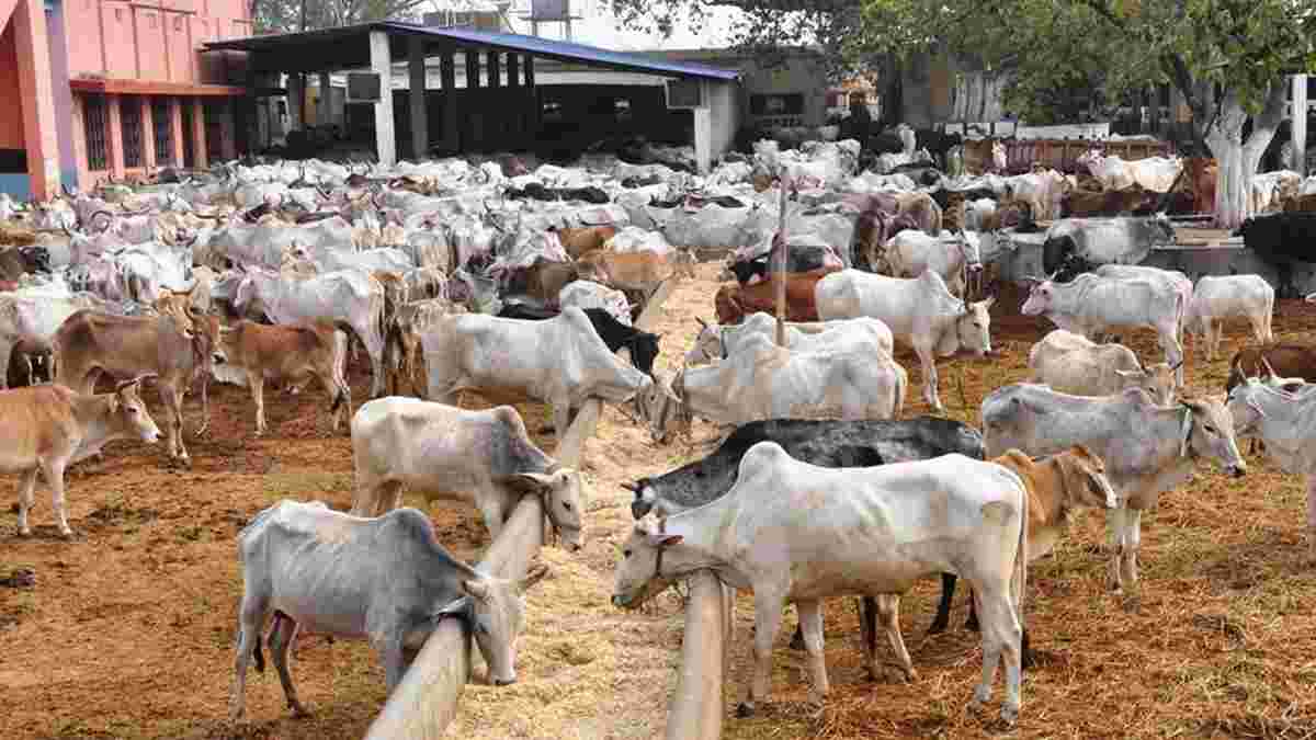 हरियाणा में अब गाय पालने पर सरकार देगी 30 हजार रूपए, मुख्यमंत्री सैनी ने की बड़ी घोषणा Cow Sanctuary