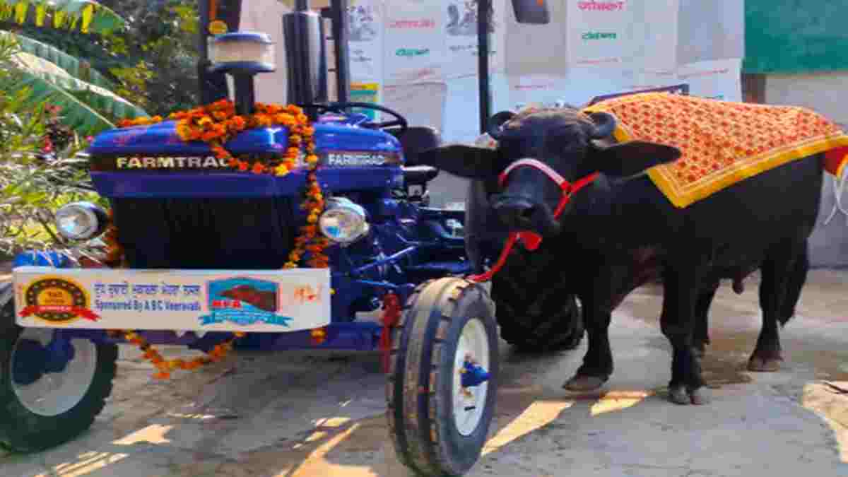 हरियाणा की भैंस का पंजाब में बजा डंका, 22 किलो से ज्यादा दूध देकर जीता फार्मट्रैक ट्रैक्टर Hisar Bufflow