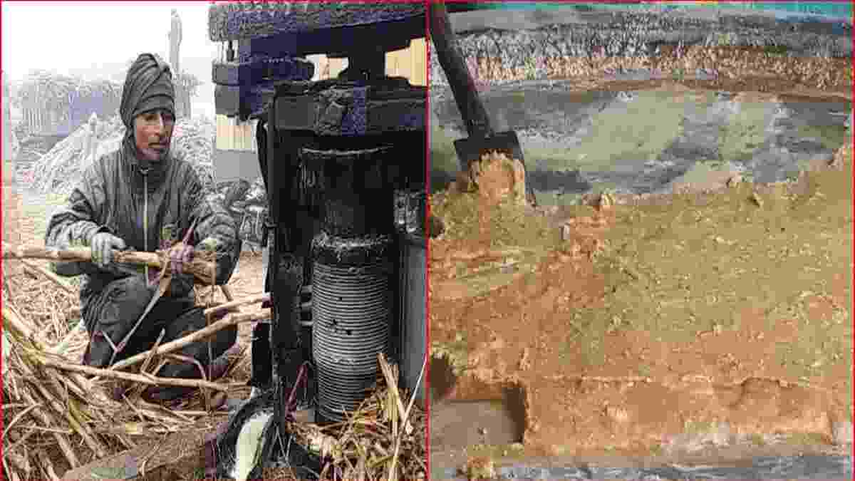 हरियाणा में चाचा- भतीजे की जोड़ी को गुड़ के बिजनेस ने किया मालामाल, आर्गेनिक विधि से उगाते हैं गन्ना Panipat Jaggery Business