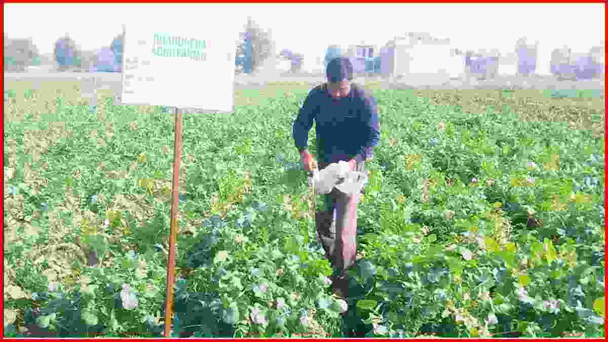 हरियाणा के किसान यशपाल ने आर्गेनिक खेती में गाड़े सफलता के झंडे, दिल्ली- राजस्थान तक उत्पादों की मांग Rewari Yashpal Kisan