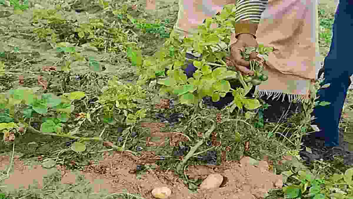 हैरान कर देने वाला मामला: चरखी दादरी में आलू की पौधे में लगे टमाटर, पढ़े कृषि विशेषज्ञ ने क्या कहा? Charkhi Dadri