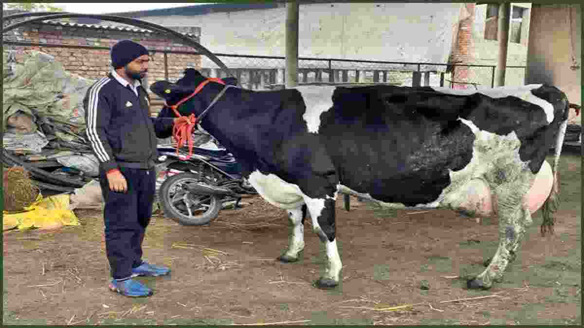 हरियाणा की शकीरा गाय ने पूरे एशिया में मचाई धूम, 24 घंटे में दिया रिकॉर्ड 80 लीटर दूध Karnal Cow Shakina Milk Record